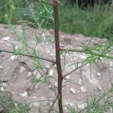 Salsola tragus