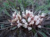 Astragalus dolichophyllus