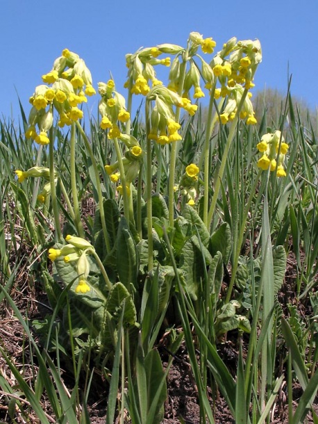 Image of Primula veris specimen.