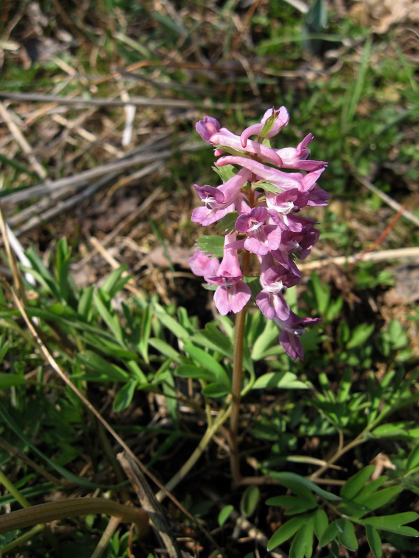 Image of Corydalis subjenisseensis specimen.