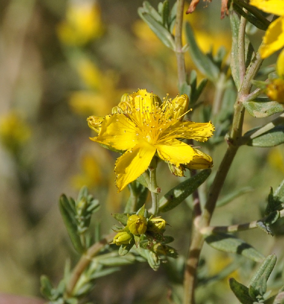 Image of Hypericum triquetrifolium specimen.