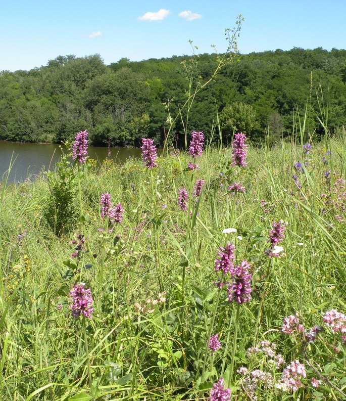 Изображение особи Betonica officinalis.