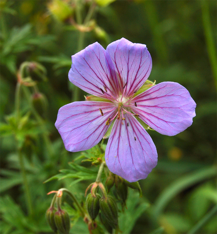 Image of Geranium pratense specimen.