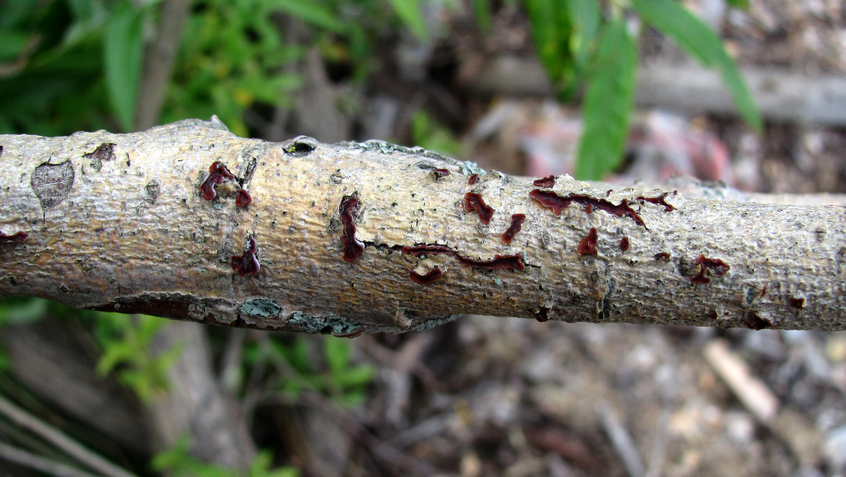 Image of Salix gmelinii specimen.