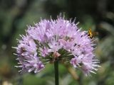 Allium senescens