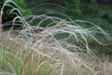 Stipa borysthenica