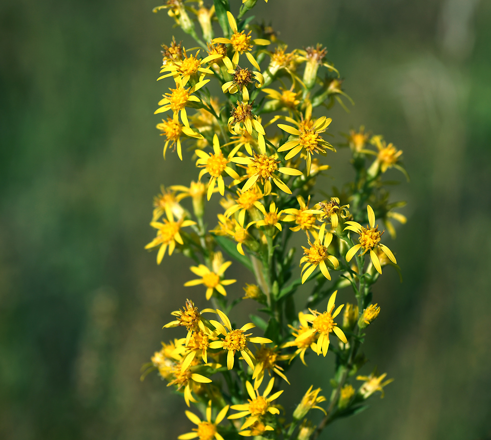 Image of Solidago virgaurea specimen.