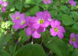 Oxalis tetraphylla