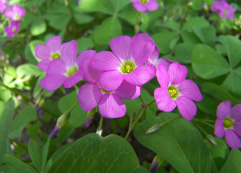 Изображение особи Oxalis tetraphylla.