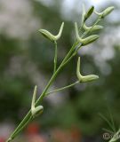 Delphinium hispanicum