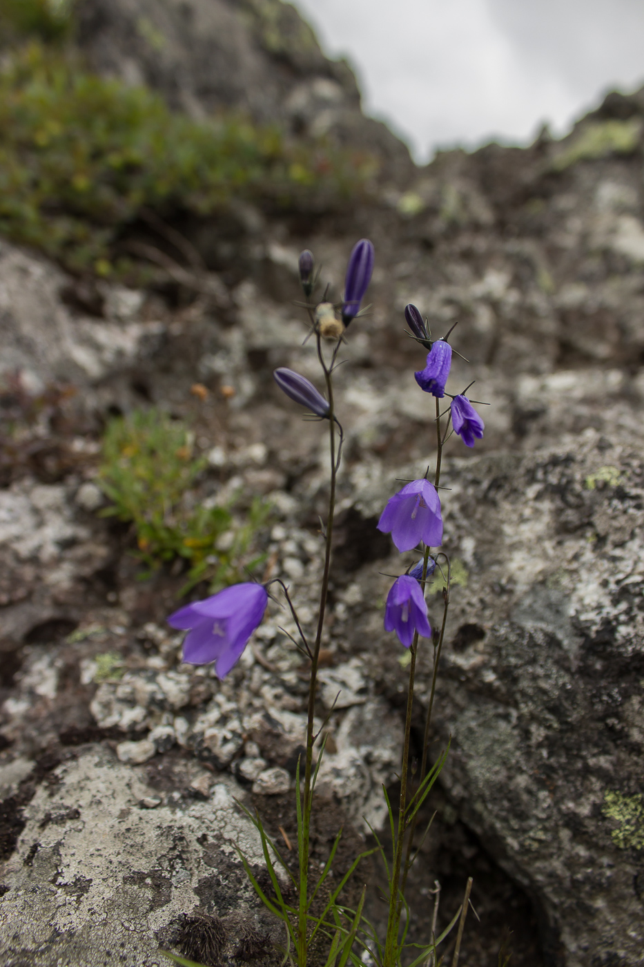 Image of Campanula rotundifolia specimen.