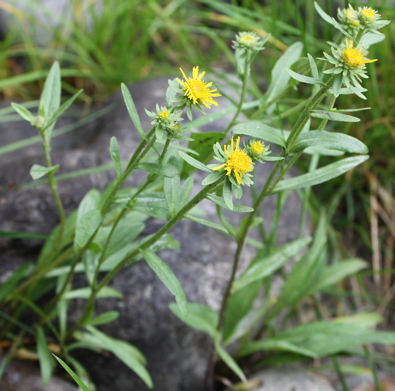 Изображение особи Inula britannica.