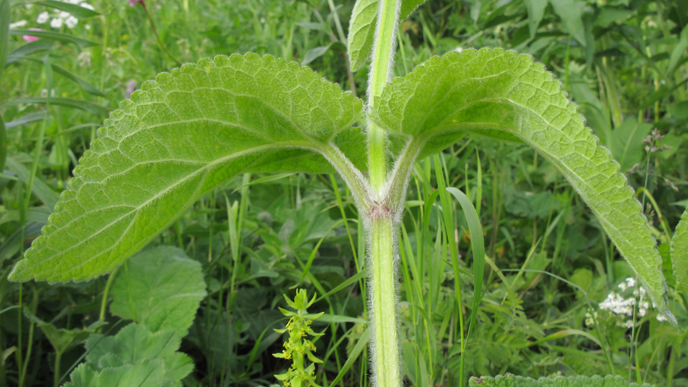 Image of Stachys balansae specimen.