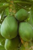 Carica papaya