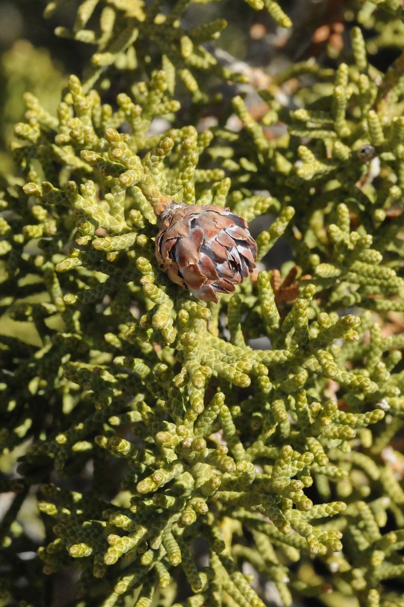 Image of Juniperus californica specimen.