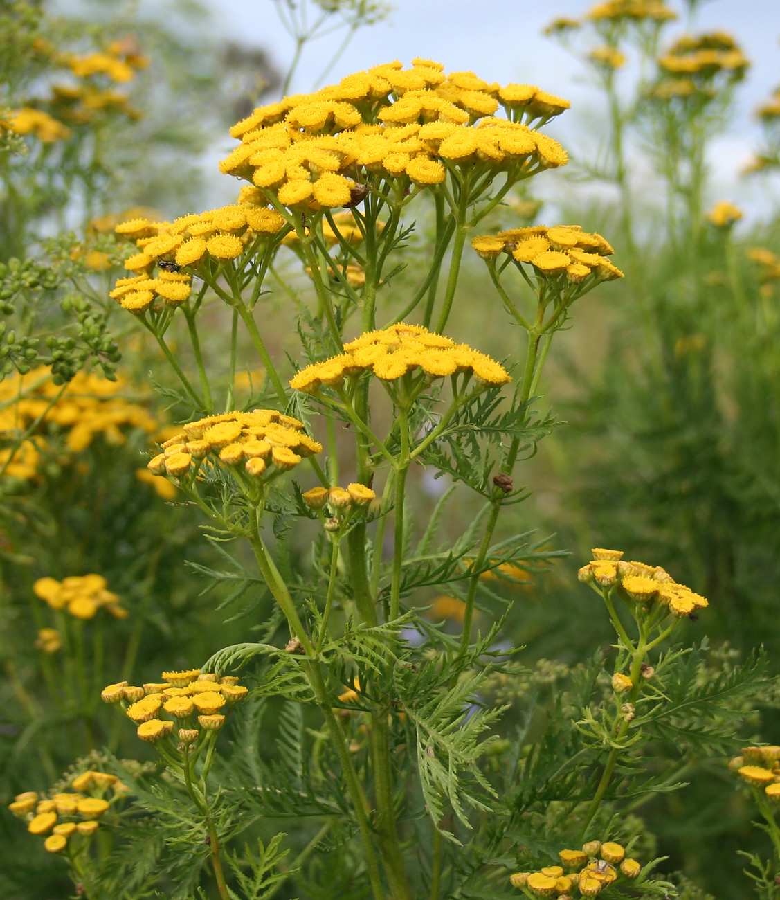 Image of Tanacetum vulgare specimen.