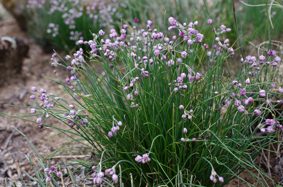 Изображение особи Allium anisopodium.