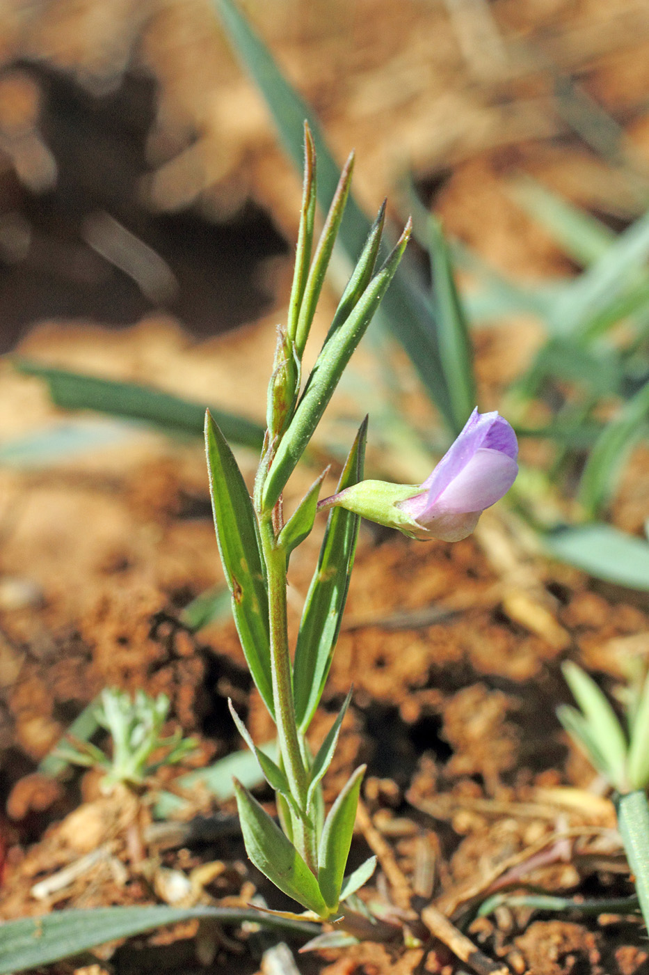 Image of Lathyrus inconspicuus specimen.