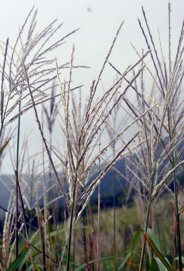 Изображение особи Miscanthus sinensis.