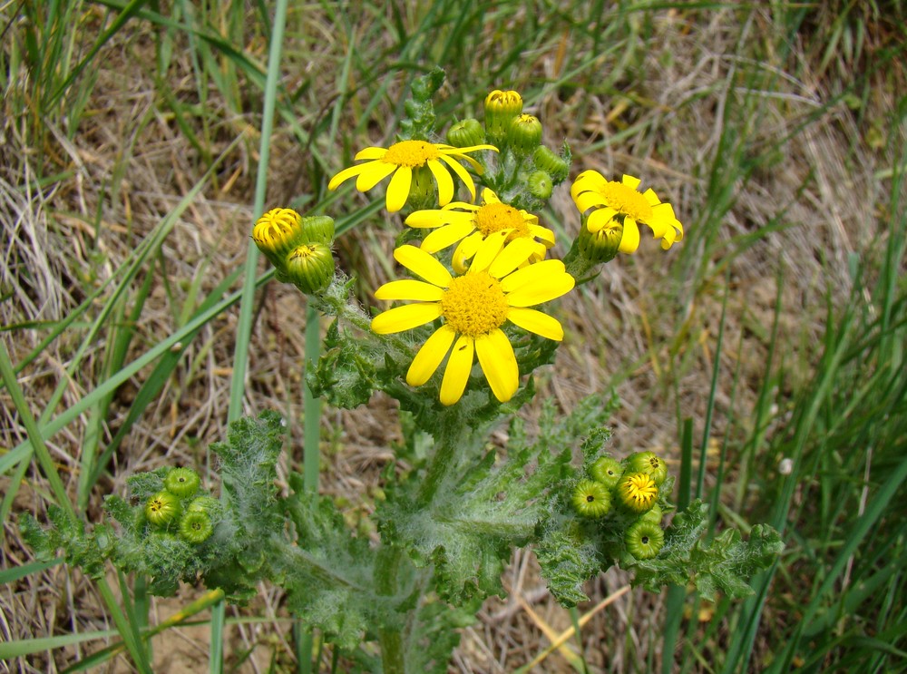 Image of Senecio vernalis specimen.