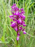 Anacamptis morio subspecies caucasica. Верхушка цветущего растения. Краснодарский край, Темрюкский р-н, пос. Кучугуры, берег Азовского моря. 30.04.2016.