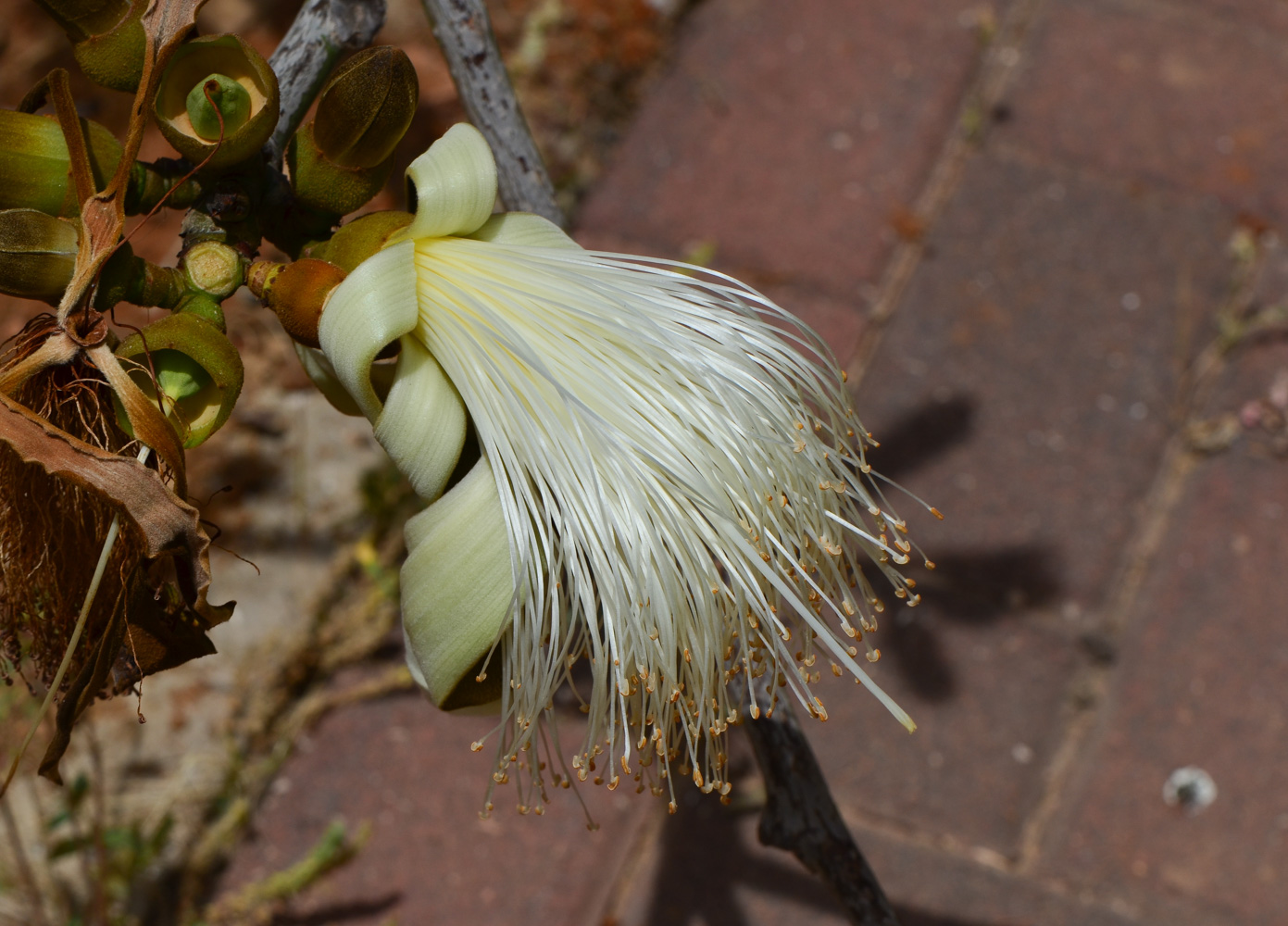 Image of Pseudobombax ellipticum specimen.