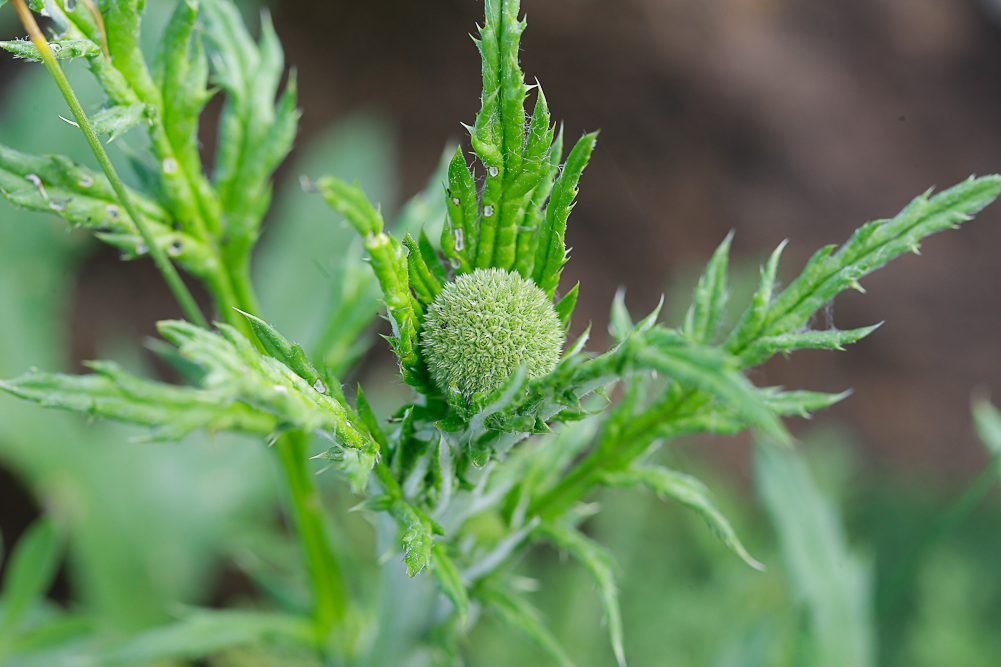 Image of Echinops sphaerocephalus specimen.