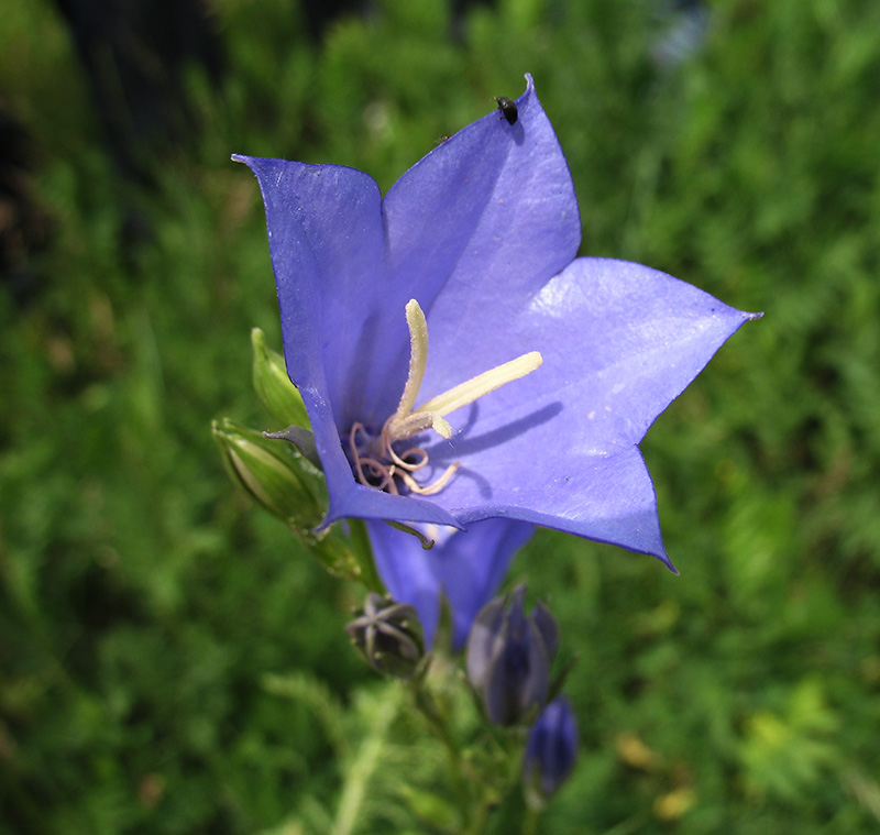 Image of Campanula persicifolia specimen.