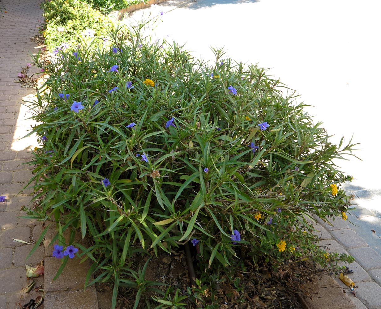 Изображение особи Ruellia simplex.