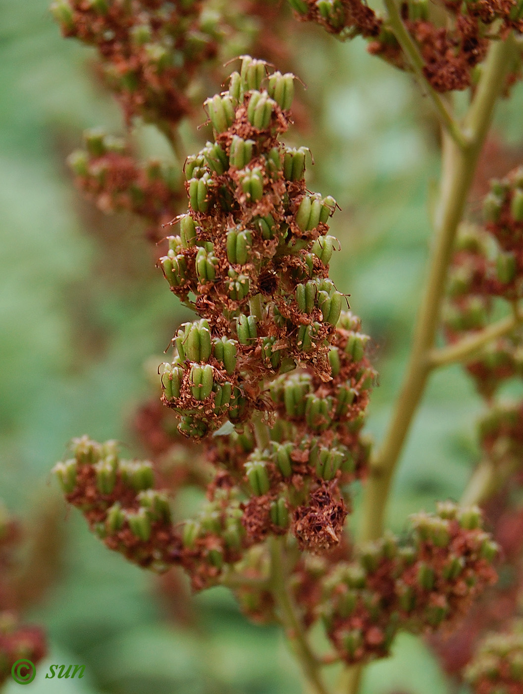 Image of Sorbaria sorbifolia specimen.