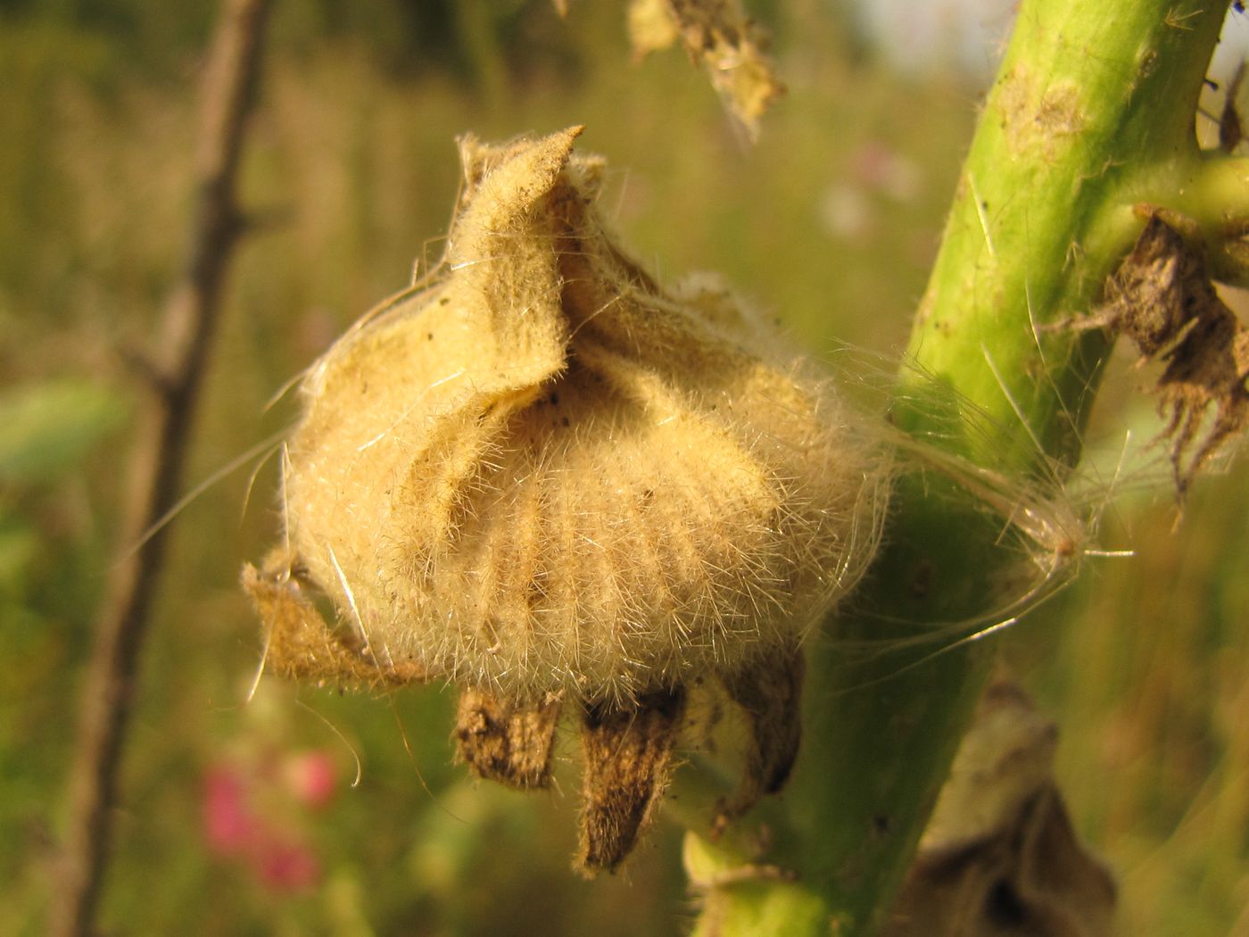 Image of Alcea rosea specimen.