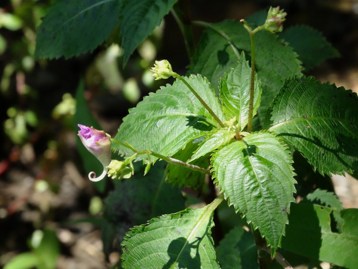 Image of Impatiens furcillata specimen.