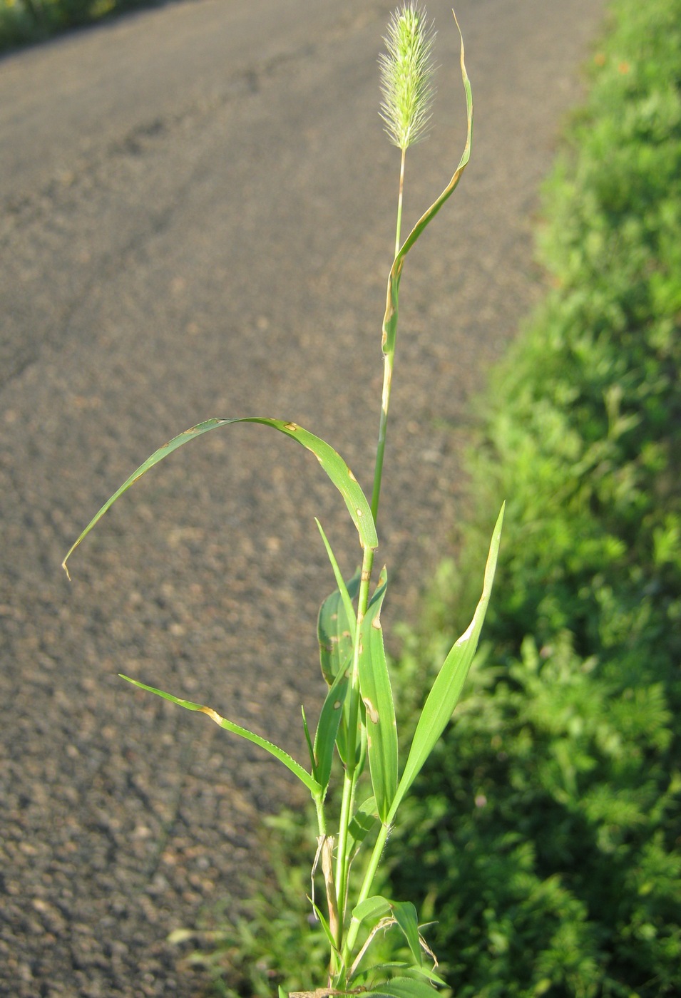 Изображение особи Setaria viridis.