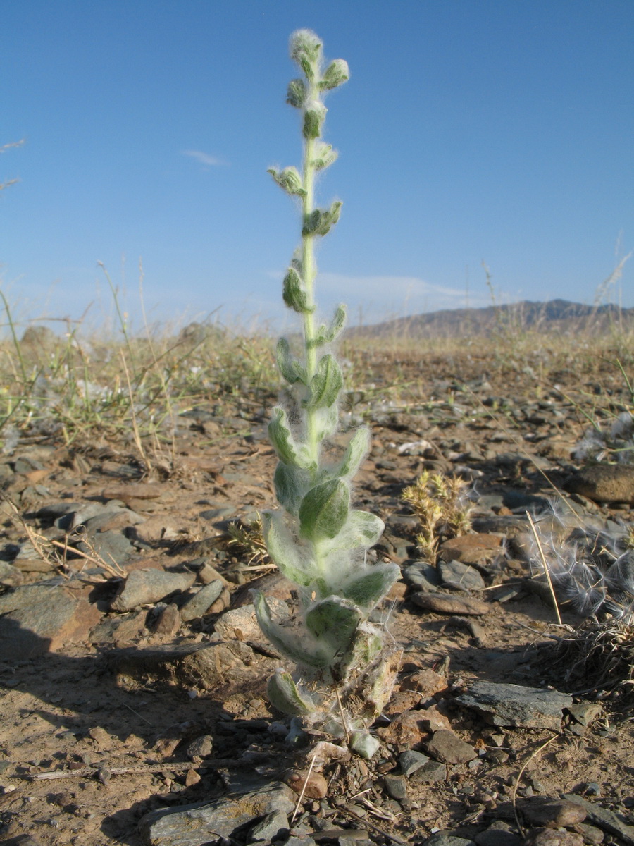 Image of Lachnophyllum gossypinum specimen.