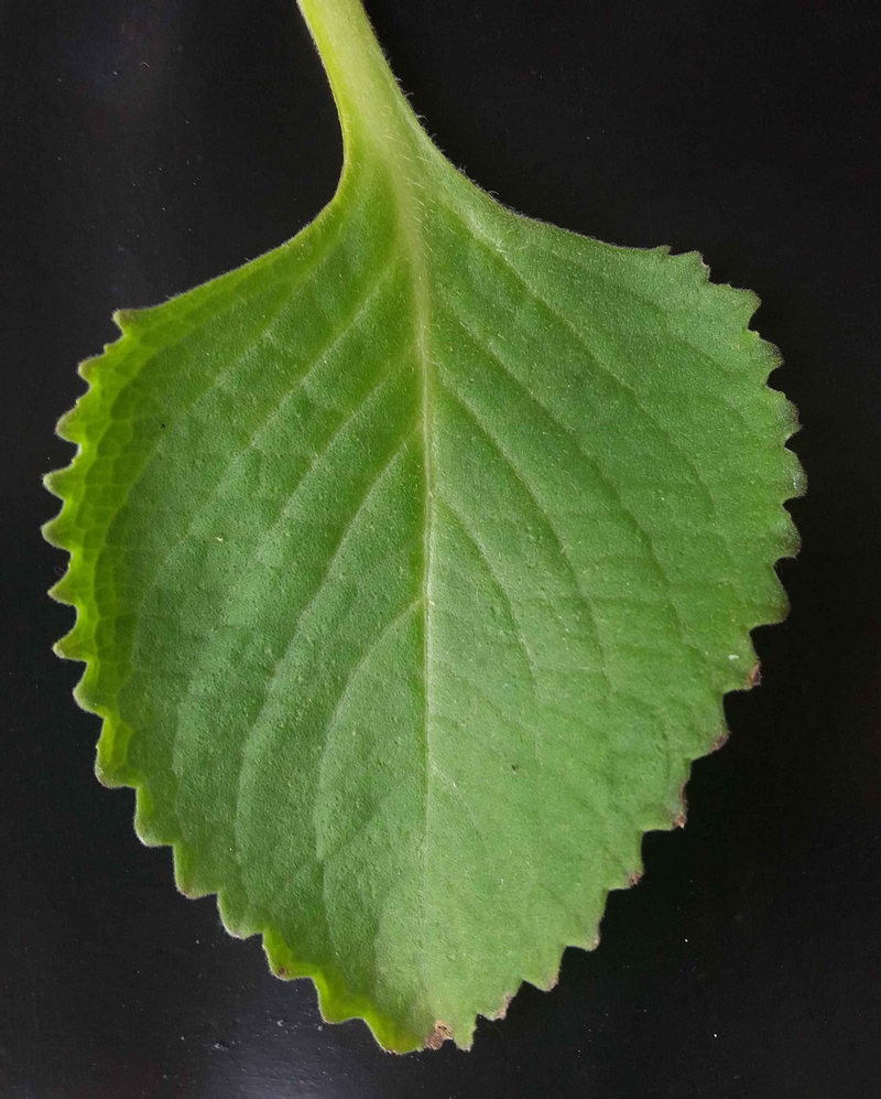 Image of Agastache foeniculum specimen.