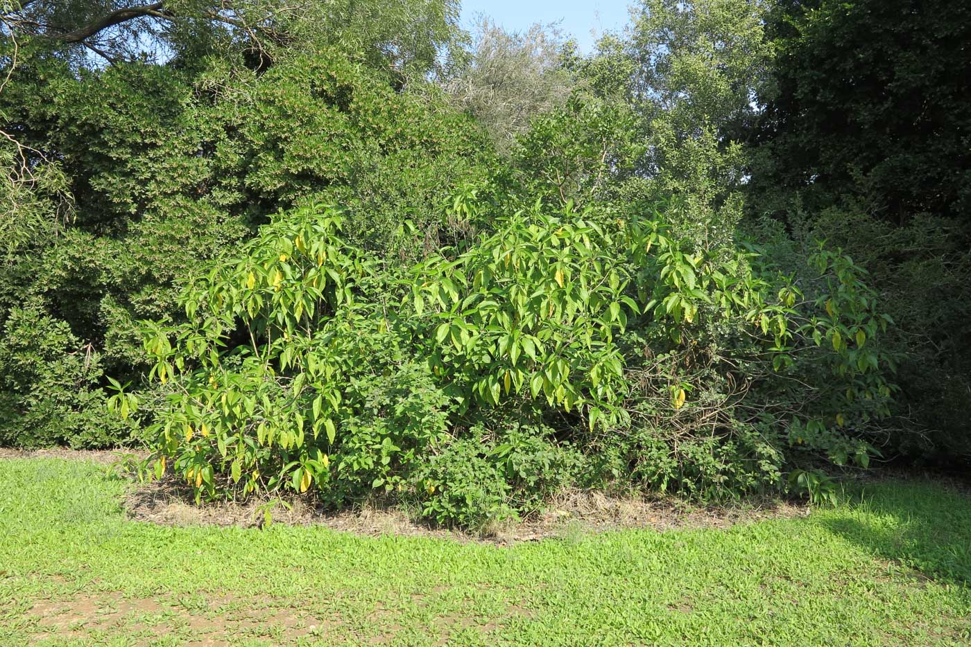 Image of Justicia adhatoda specimen.