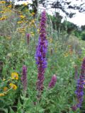 Salvia tesquicola