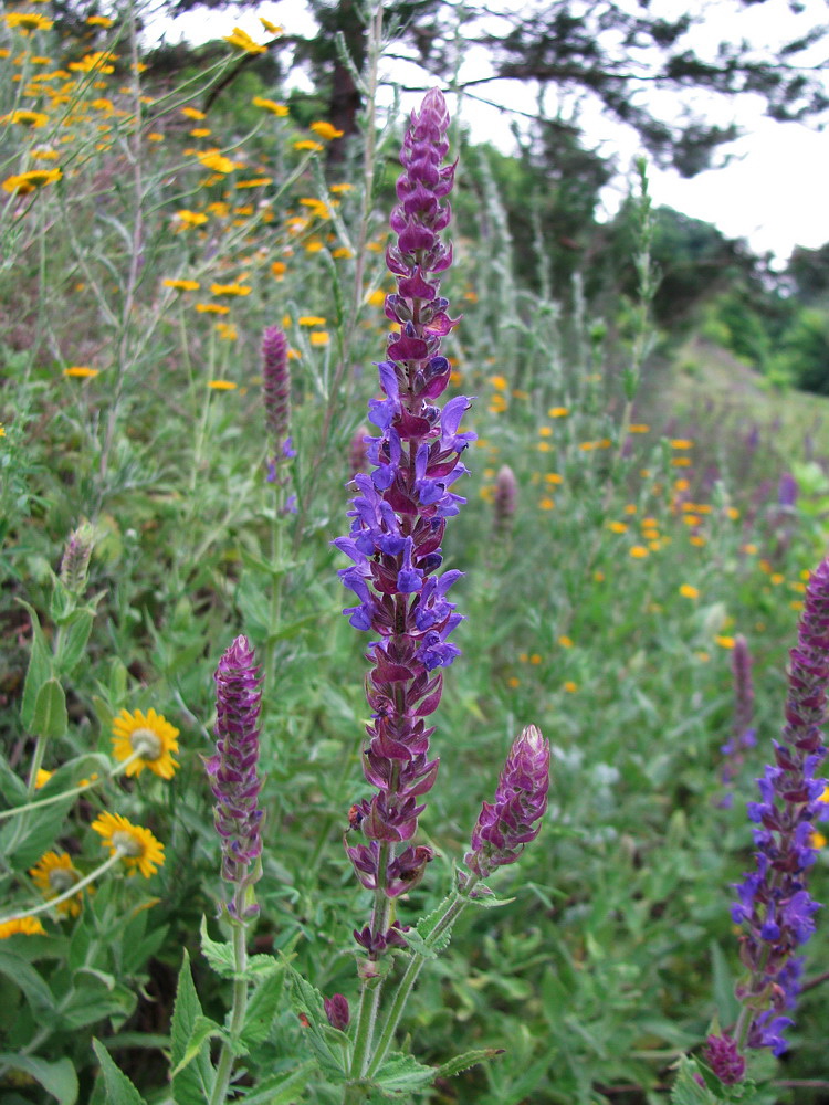 Изображение особи Salvia tesquicola.