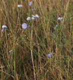 Linum austriacum