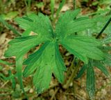 Ranunculus meyerianus