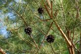 Pinus sylvestris