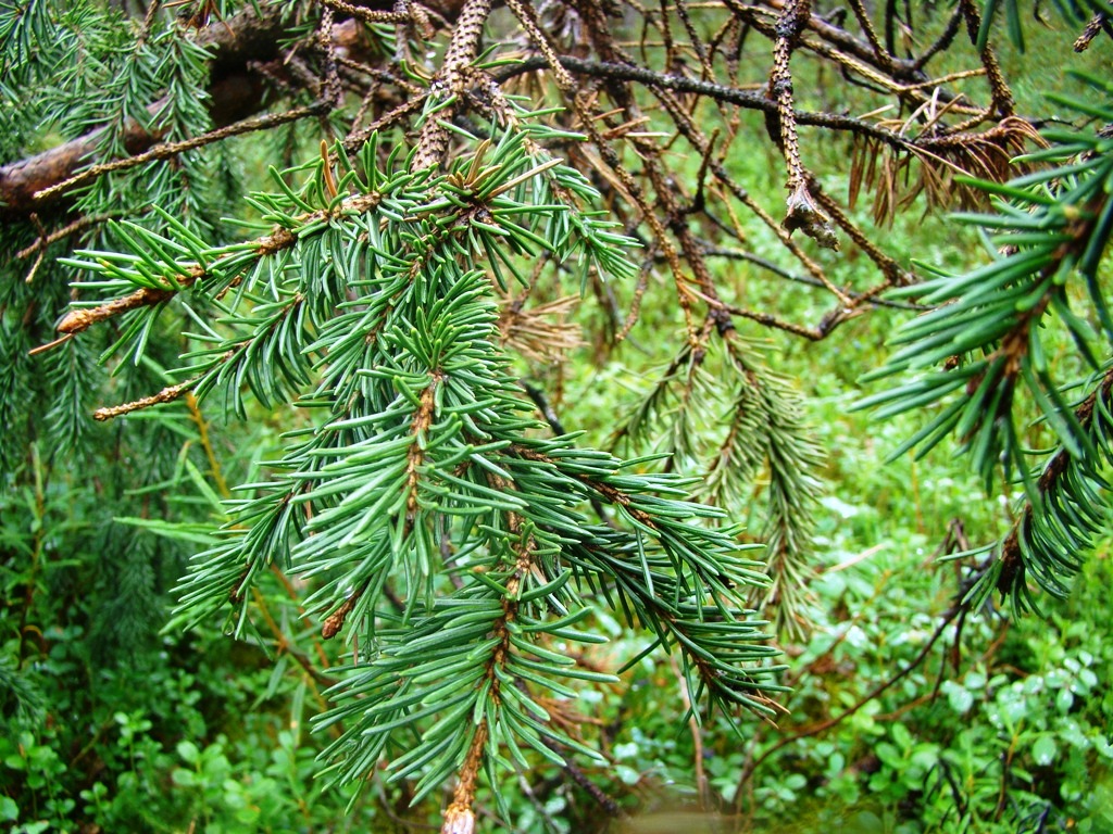 Image of Picea obovata specimen.