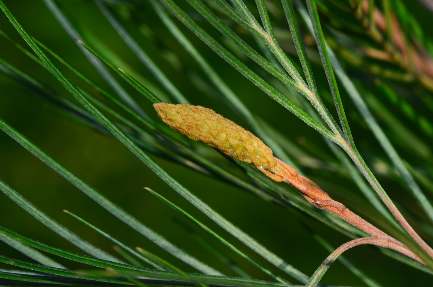 Image of Grevillea hodgei specimen.