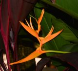 Heliconia angusta