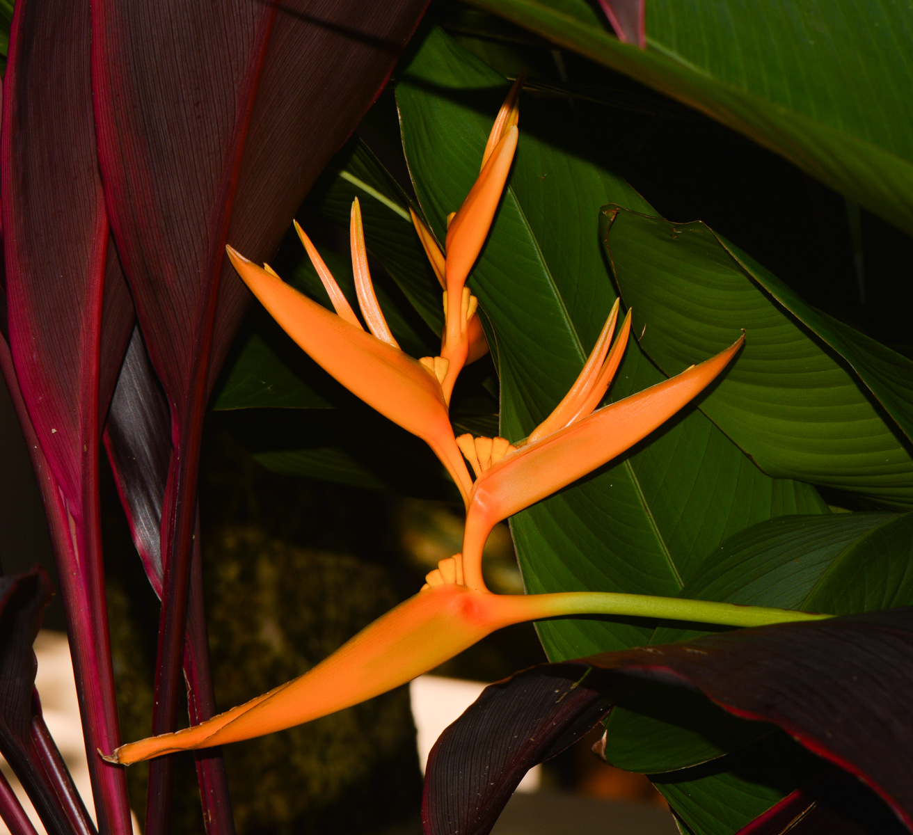 Image of Heliconia angusta specimen.