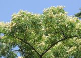 Albizia kalkora. Часть кроны цветущего дерева. Южный берег Крыма, Никитский ботанический сад, в культуре. 22 июня 2016 г.