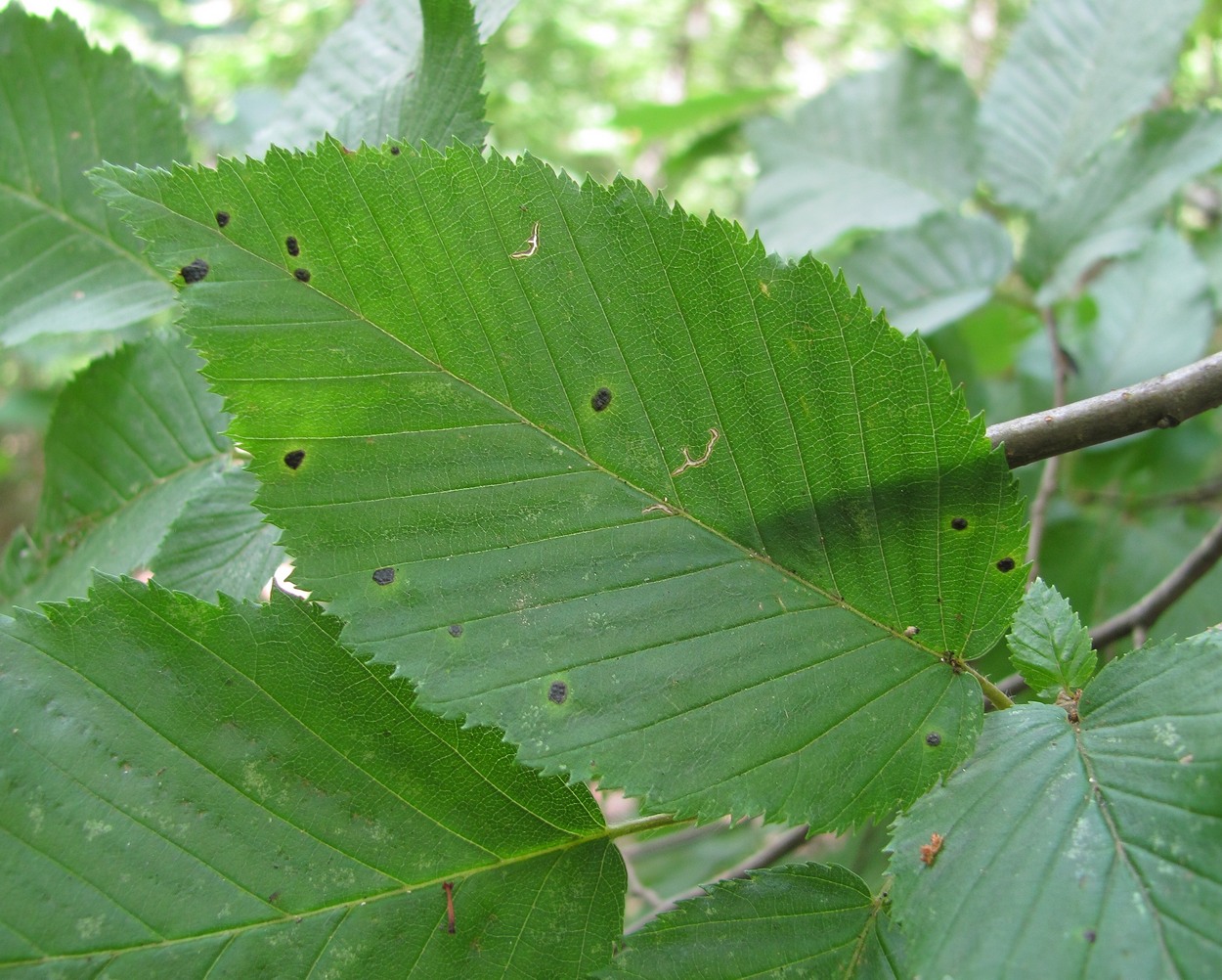 Image of Carpinus betulus specimen.