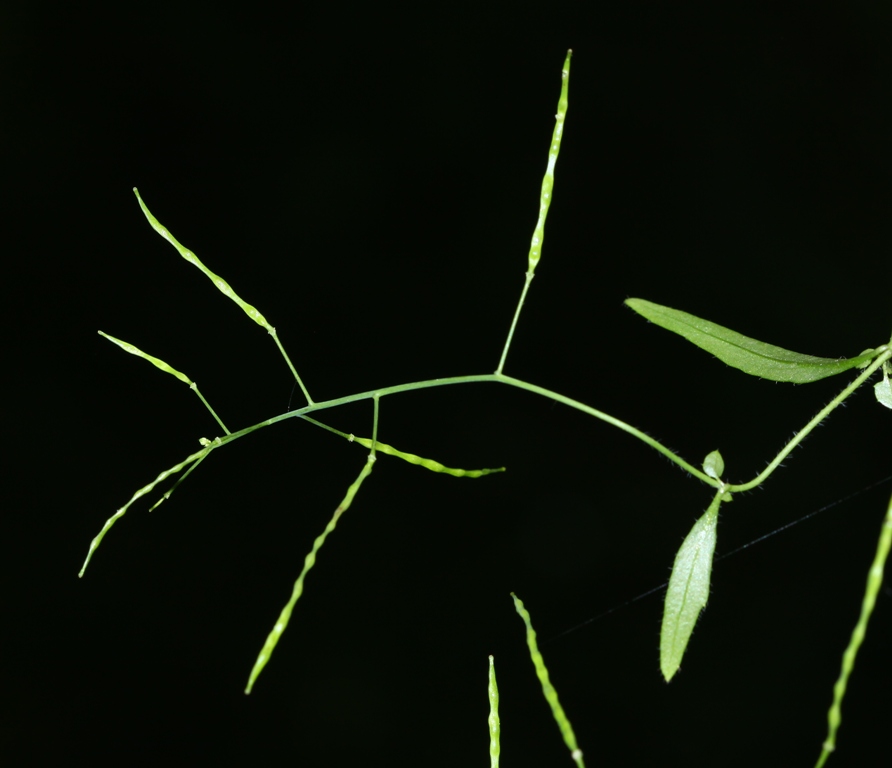 Image of Arabidopsis gemmifera specimen.