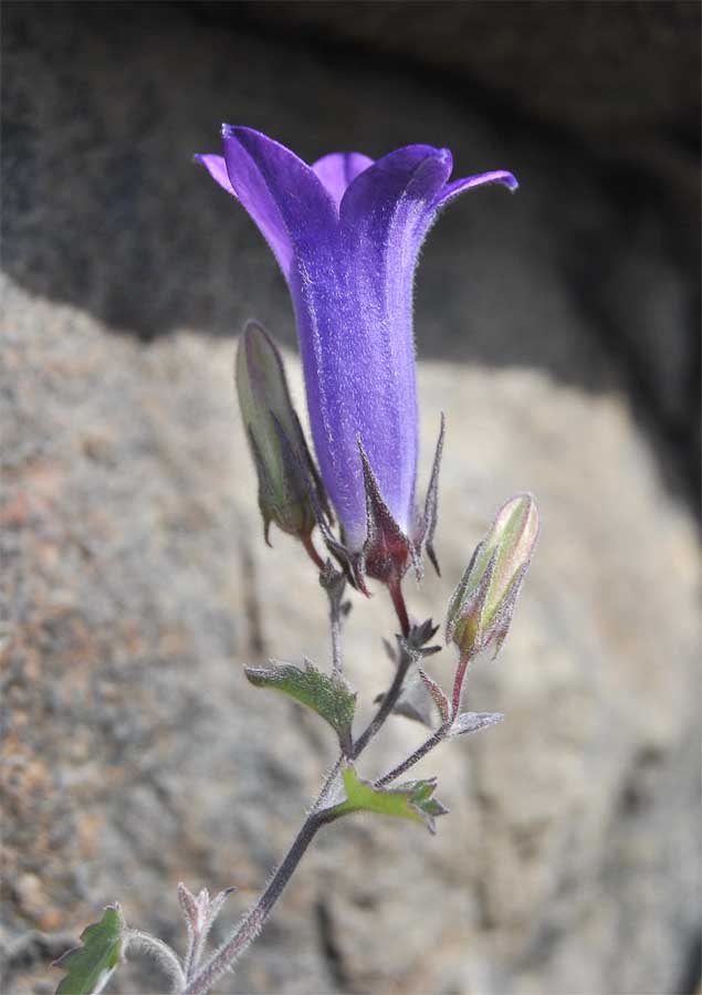 Image of Campanula bayerniana specimen.