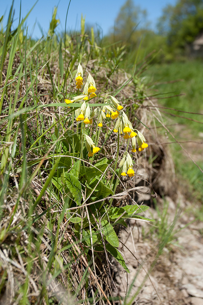 Изображение особи Primula veris.